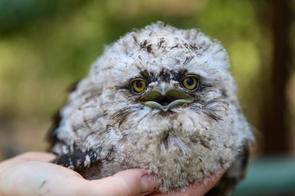 ADORABLE: Named due to similarities to the popular children's toy, Furby, the tawny frogmouth, is just five weeks old and was born at the park by resident parents Oompa and Loompa.