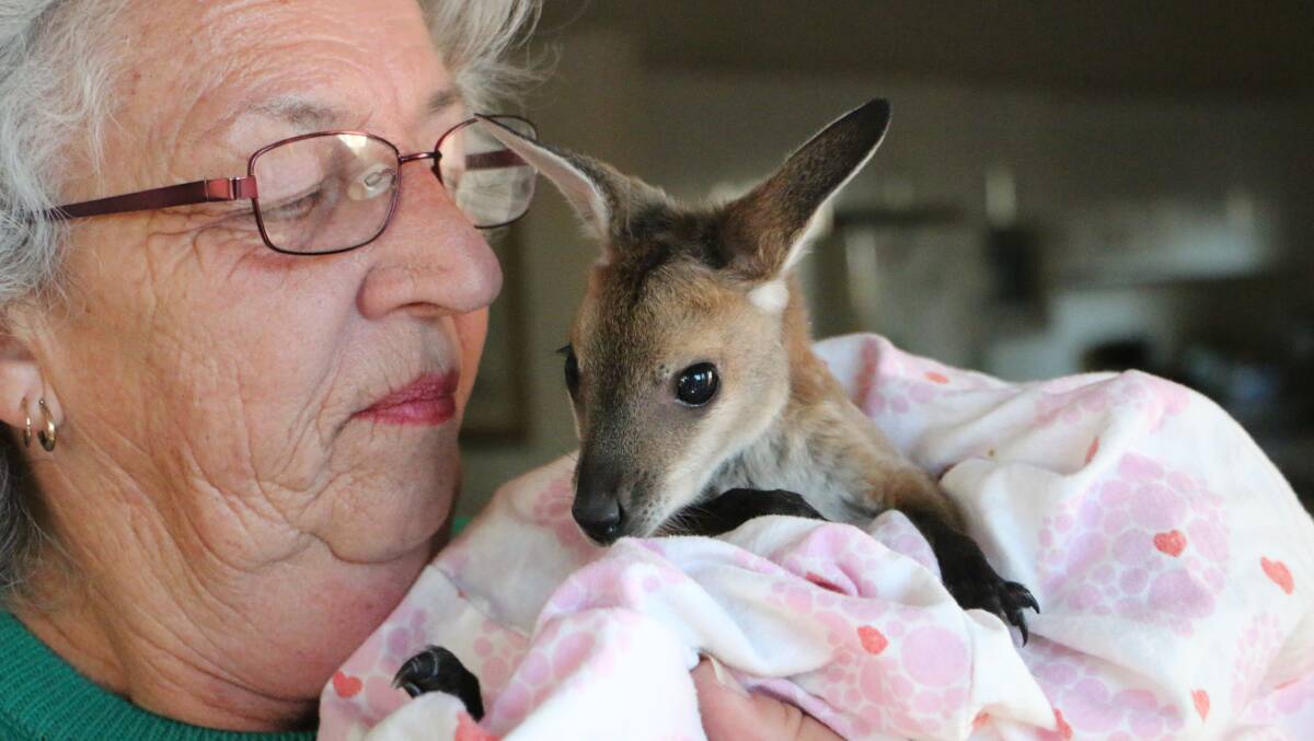 TOO CUTE: Hunter Wildlife Rescue carer Ann Morgan with an eastern grey kangaroo joey who was orphaned when her mother was struck by a car. Picture: David Stewart