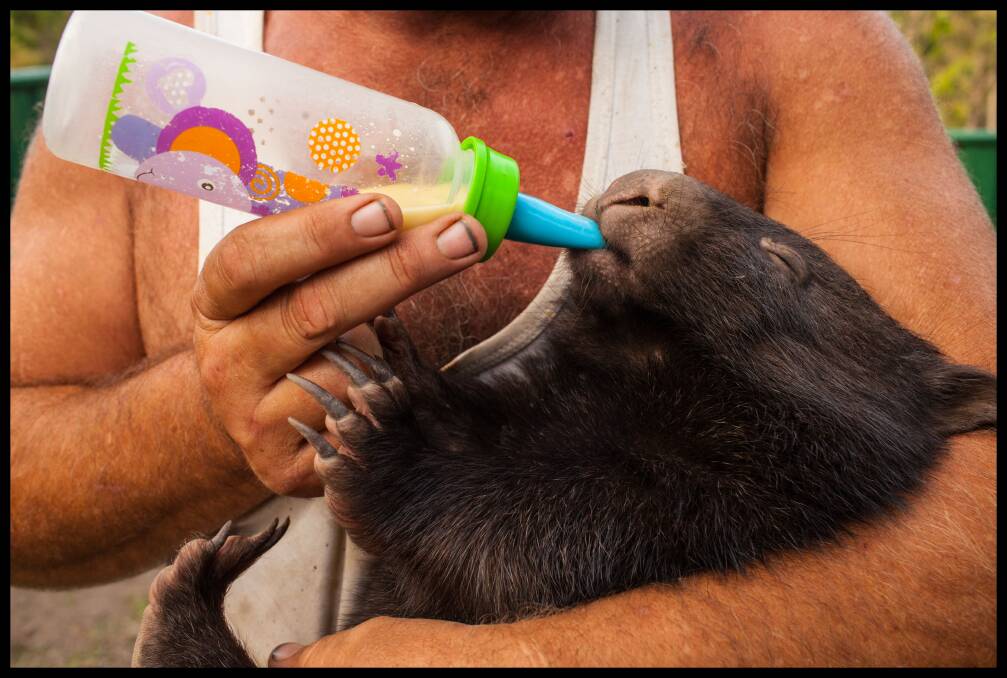 Dean feeds wombat joey Nugget her afternoon bottle. Photo: Rachel Mounsey