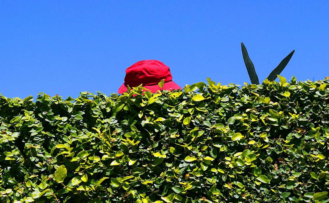 GROWING CONCERN: Hedge disputes can be avoided. Picture: Peter Braig