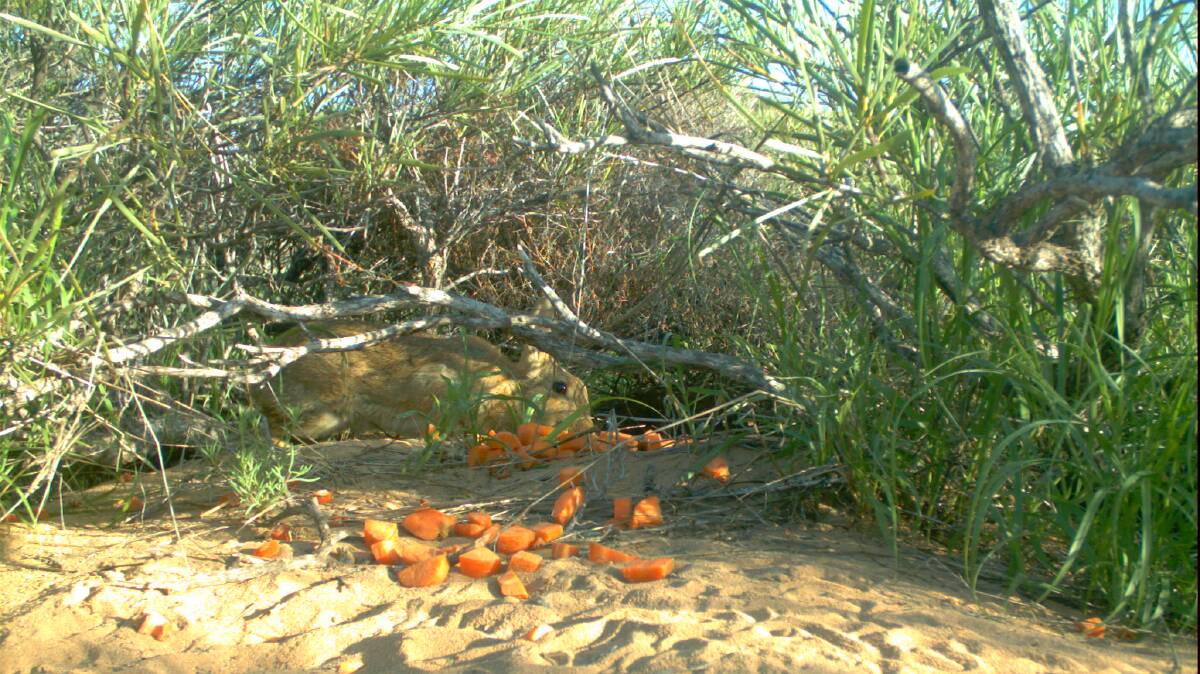 GOTCHA: A wild rabbit feeds on the carrot baits as part of the new calicivirus release around the country. Picture: Supplied