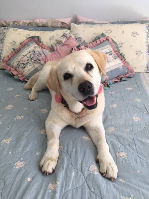 Abby is a 13-year-old labrador who was diagnosed in December with an inoperable tumour. Picture: Supplied