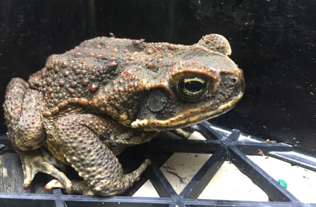 HITCH HIKER: This cane toad was discovered on the Central Coast last year in a shipment from Queensland. Picture: Supplied