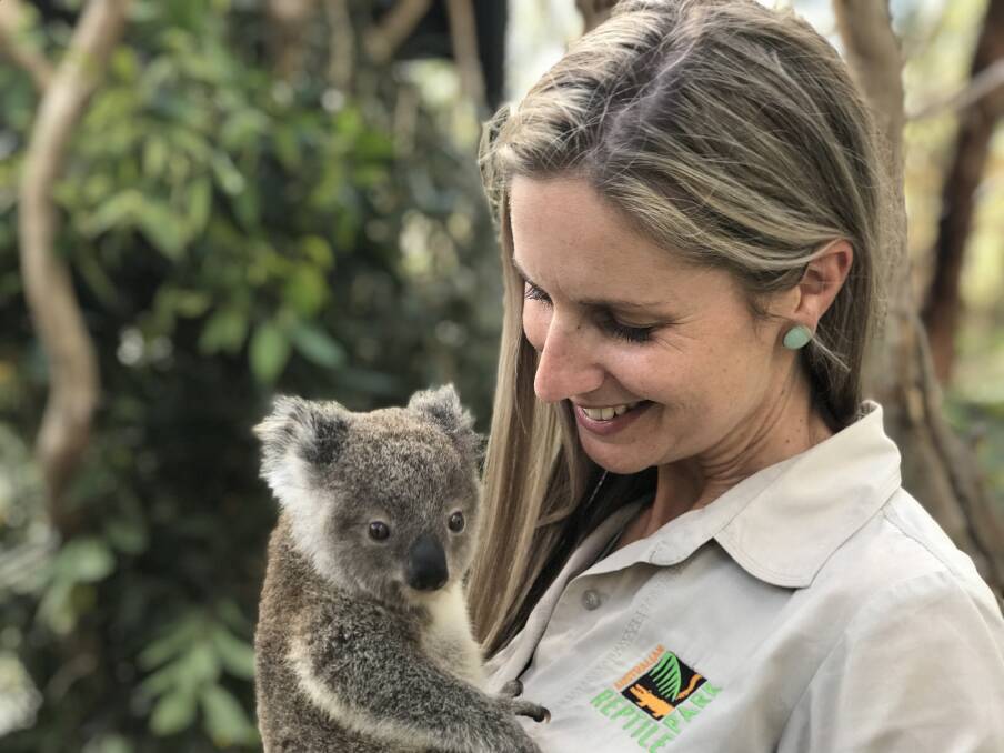 POPULAR: Koala joey, Buddy, with carer Hayley at the Australian Reptile Park. Picture: Supplied
