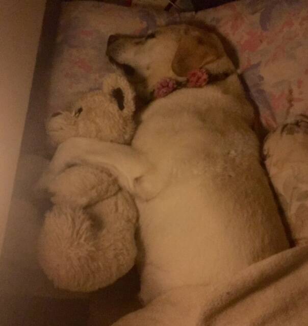 Asleep with her favourite teddy bear. Picture: Supplied