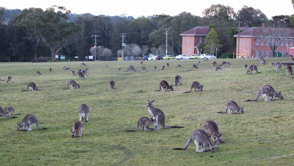 LAWN BUFFET: Kangaroos in the grounds of Morisset Hospital. Reader Steven Schreiber argues a local over-population of roos is a problem. Picture: Phillip Hearne 
