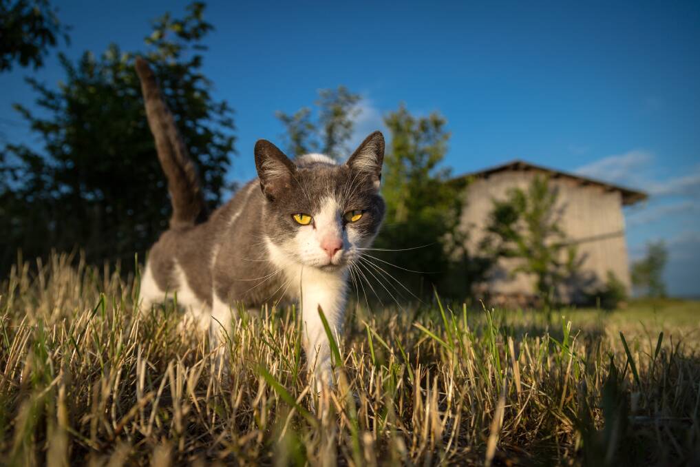 HOME INVADER: A reader is urging local cat and dog owners to keep their pets on their own properties at all times. Picture: Nine Media