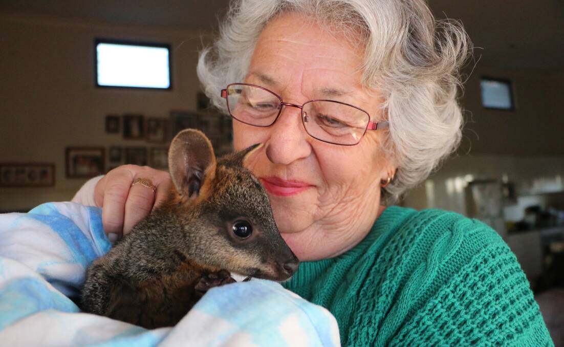 WILDLIFE CARER: Ann Morgan with an orphaned red-necked wallaby whose mother was hit and killed by a car. Picture: David Stewart