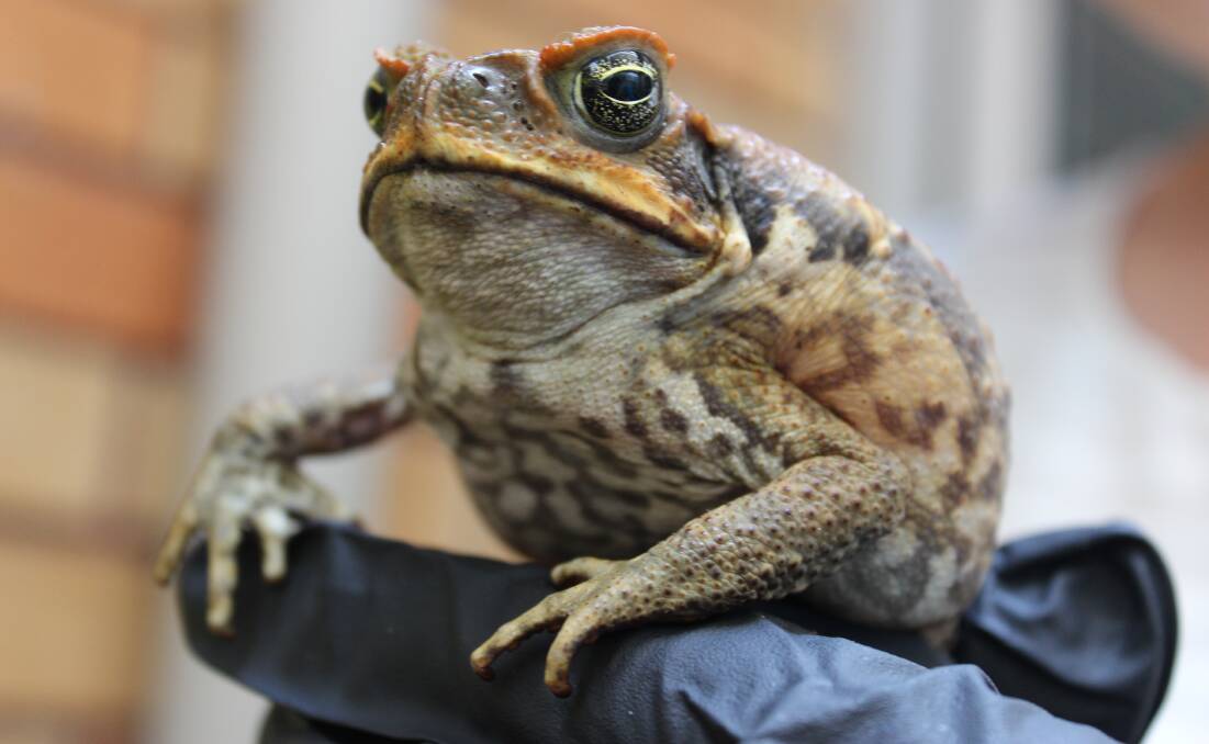 PEST: Locals are being urged to keep an eye out for the invaders, but not to kill any suspected cane toads as some native frogs can sometimes be mistaken for cane toads. Picture: Supplied