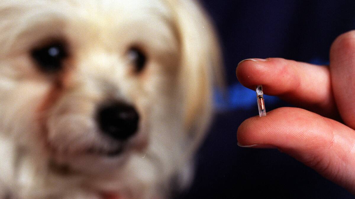 CHIP IN: A pooch about to have microchip inserted under its skin, giving council rangers the ability to identify the animal and locate its owners. Picture: Jacky Ghossein