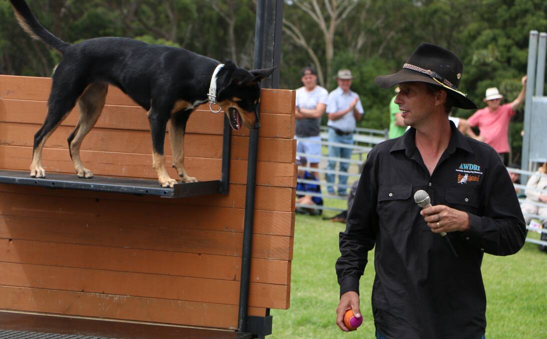 SURPRISE HIT: The Australia Working Dog Rescue group's dog high jump competition is back at this year's Morisset Show, which opens on Friday, January 29, and continues over the weekend. Gates open at 8am each day. Picture: David Stewart