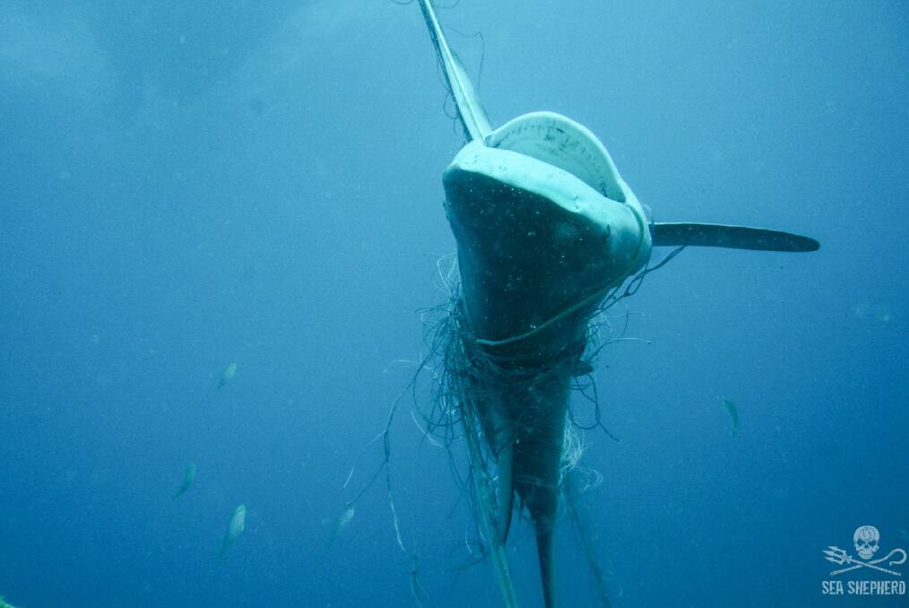 DEAD: Shark netting.