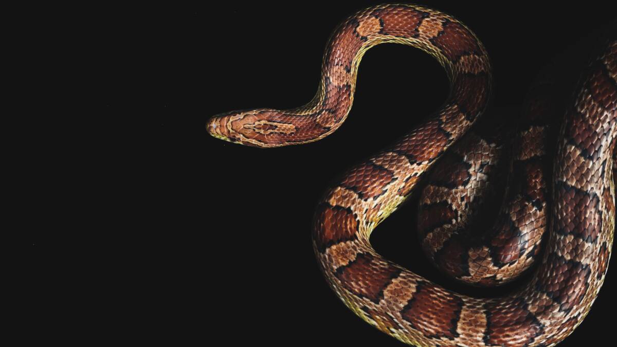 INVADER: The American corn snake poses a threat to humans and animals - but not in the way you might suspect. Picture: Rohan Thomson 
