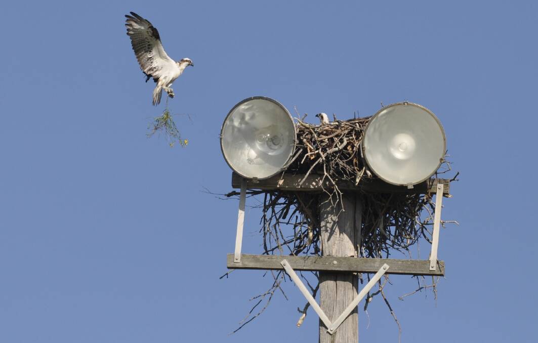 THREATENED SPECIES: An eastern osprey nesting in a light tower in Lake Macquarie in 2011. Eastern ospreys have also taken to nesting in a light tower at Central Coast Stadium, but the council has built a solution. Picture: Ben Harrison