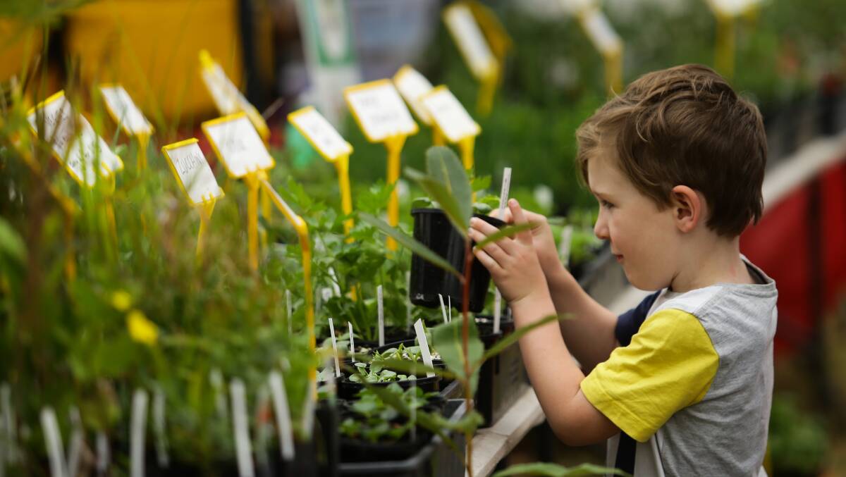 START YOUNG: The council's plant giveaway is always popular at the festival. Picture: Jonathan Carroll
