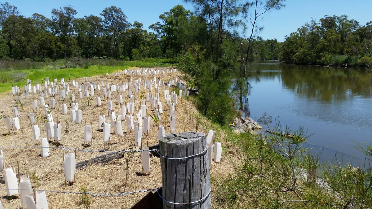Replanting along the shores of Cockle Creek. Picture: Supplied