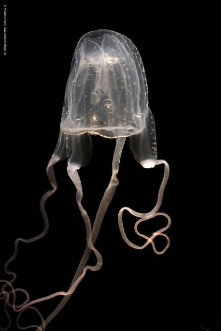 RARE: The Morbakka fenneri jellyfish was discovered in Lake Macquarie in May, it has the potential to make humans very sick. 
