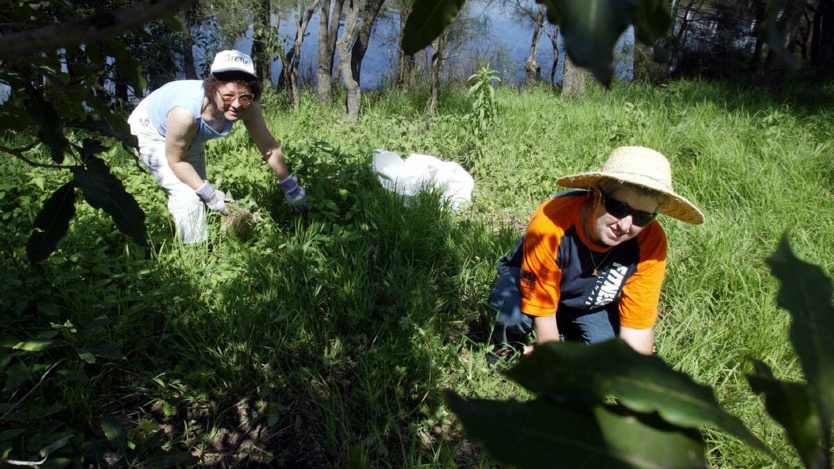 HELP WANTED: Volunteers are sought to help with a weed removal project at Bolton Point on Thursday. Get on board with the Lake Macquarie Landcare Green Team. Picture: Robert Peet