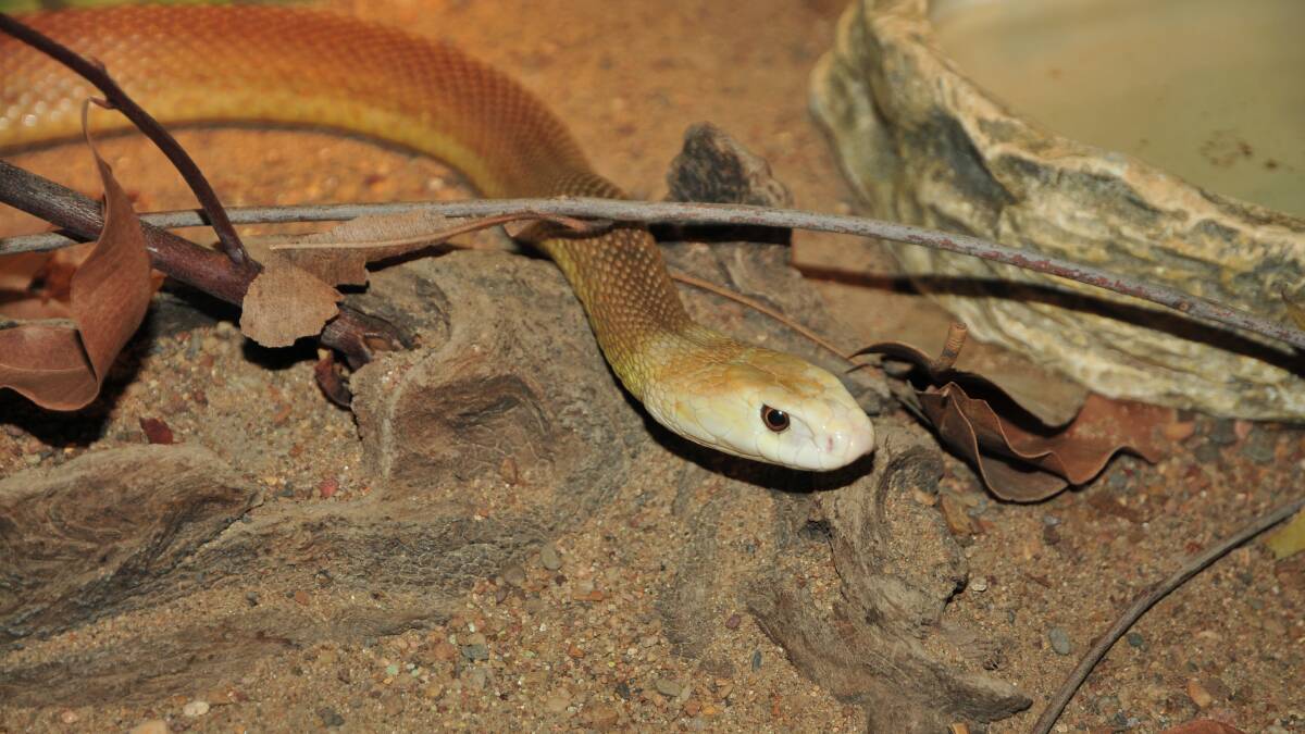 Pictures by Australian Reptile Park