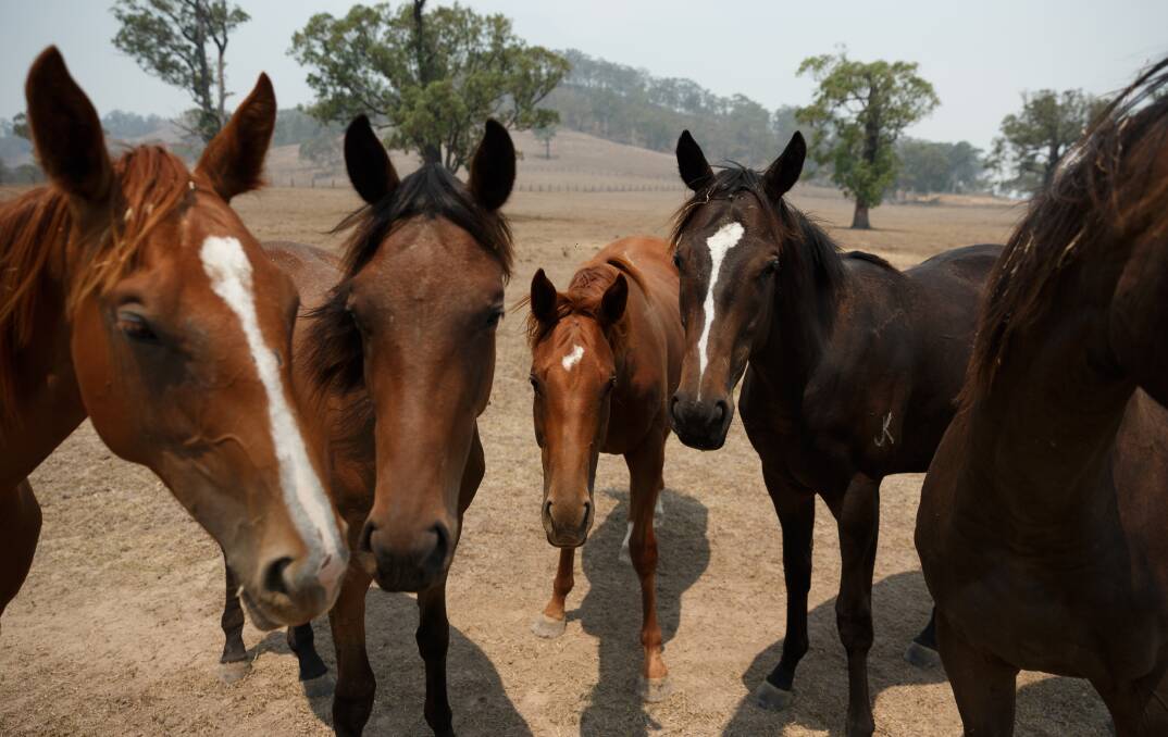 IN NEED: Thoroughbred horses in a dusty paddock at Cangon horse stud, just outside of Dungog. Picture: Max Mason-Hubers