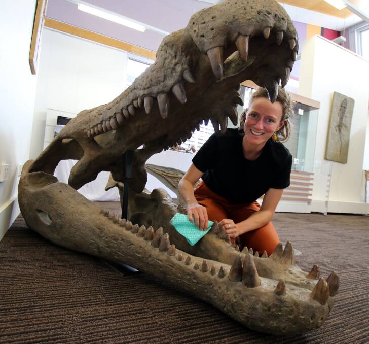 OPEN WIDE: Cultural projects officer Meredith Downes polishes the teeth of a giant deinosuchus, part of a new exhibition opening in Lake Macquarie on Saturday. Picture: Supplied