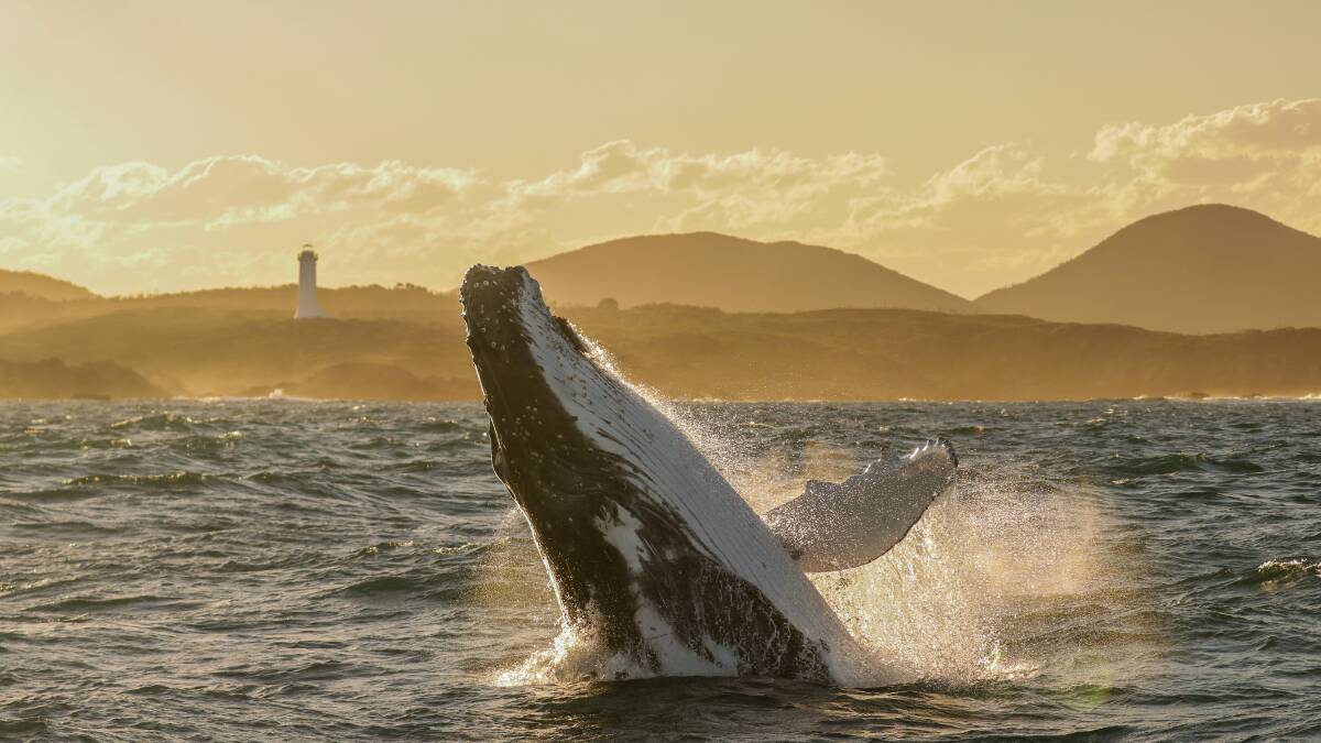 A humpback whale breaches in the waters off Port Stephens. Picture: Lisa Skelton - Imagine Cruises