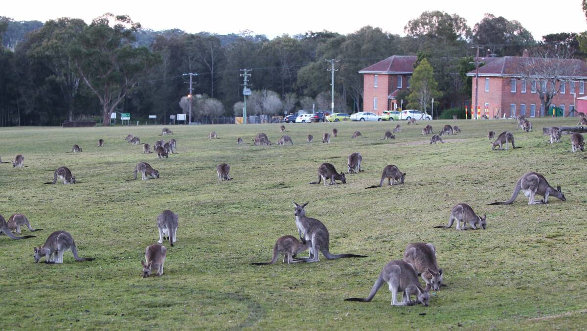 ACTION NEEDED: Tourists flock to the grounds of Morisset Hospital to see the kangaroos. But the interaction sometimes comes at a cost. Picture: Phillip Hearne