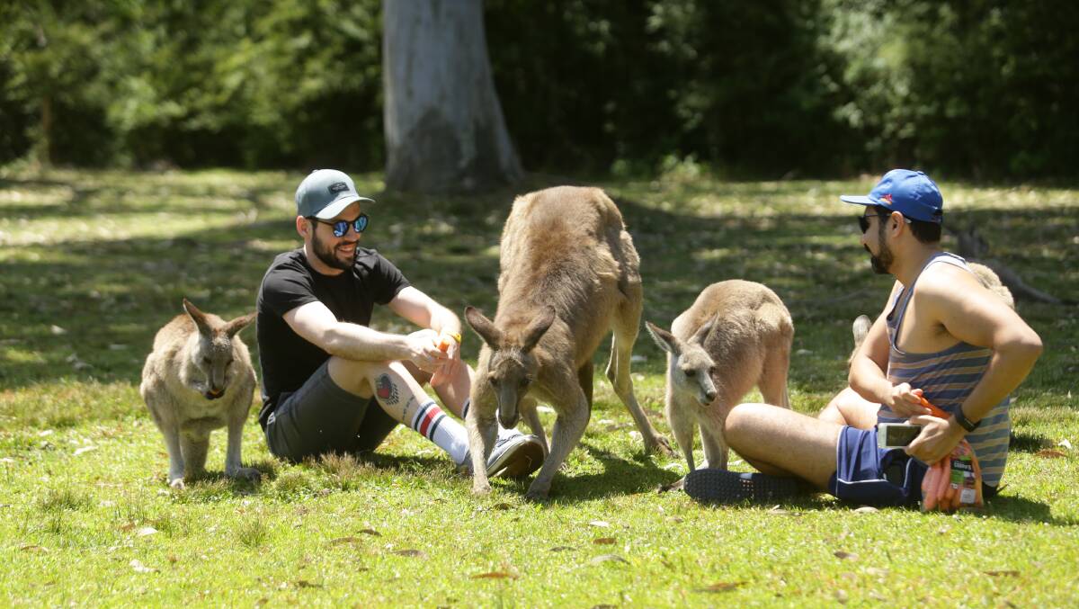 INTERACTION: Visitors feeding and photographing kangaroos in the grounds of Morisset Hospital. Picture: Jonathan Carroll