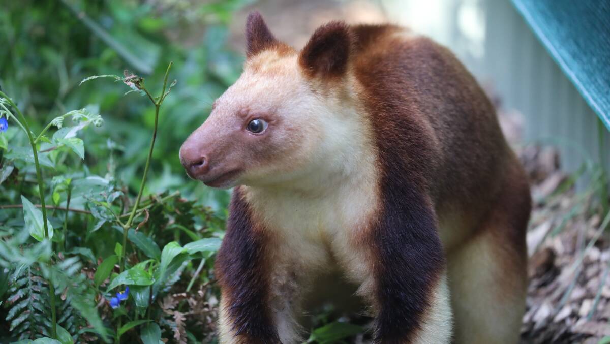 On the ground, Goodfellow's tree kangaroos are clumsy and slow. But in the trees they are agile and bold. Picture: Australian Reptile Park