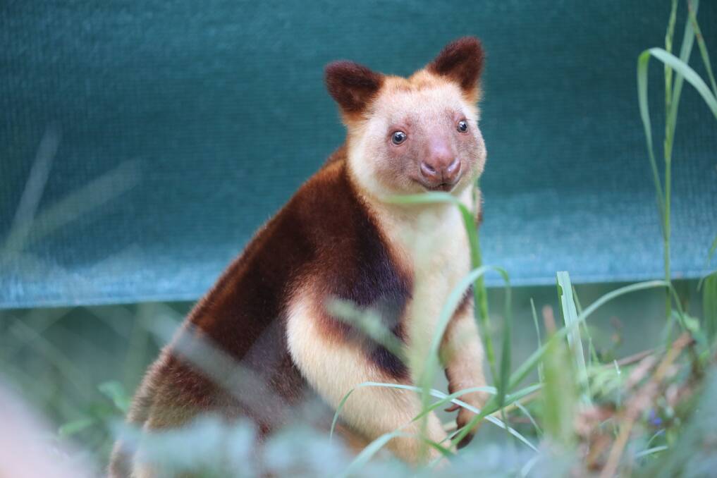 SETTLING IN: Banjo, the Goodfellow's tree kangaroo, will soon be joined by a female. It is hoped the pair will breed and boost the endangered species. Picture: Australian Reptile Park