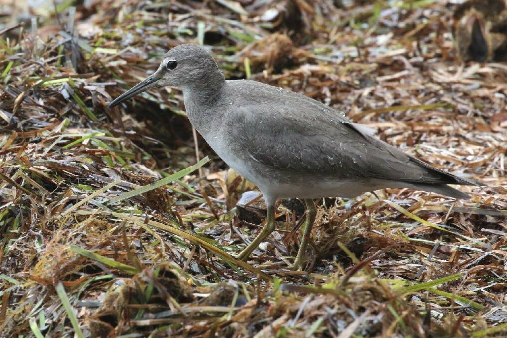WEARY TRAVELLER: The wandering tattler at Green Point. Picture: Alan Stuart