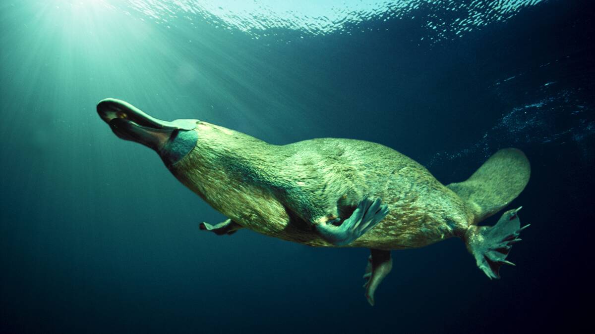 VENOM MILKING: The male platypus has a venomous spur, the sting from which is said to be excruciating. But animal venoms have been used to develop a range of medical products. Picture: Dave Watts