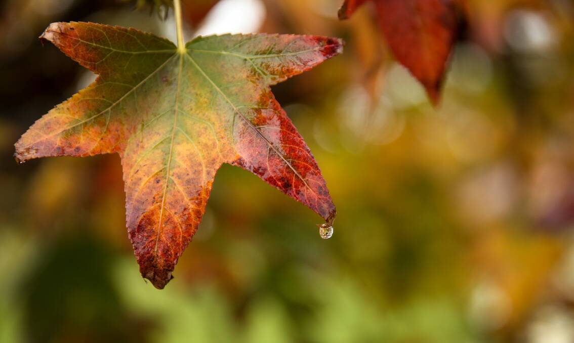 Holding on: Some autumn leaves remain in Mount Hutton, as heavy rain fell over the Hunter this June long weekend. Picture: Marina Neil
