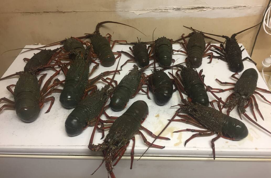 NETTED: Lobsters seized by fisheries officers from a Hunter restaurant. Picture: NSW Department of Primary Industries