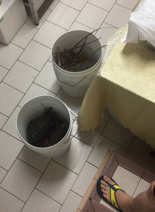 HAUL: Live lobsters seized at Newcastle restaurants were returned to the water. Picture: NSW Department of Primary Industries