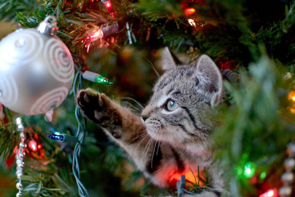 Cats and Christmas trees: Generally not a good mix.