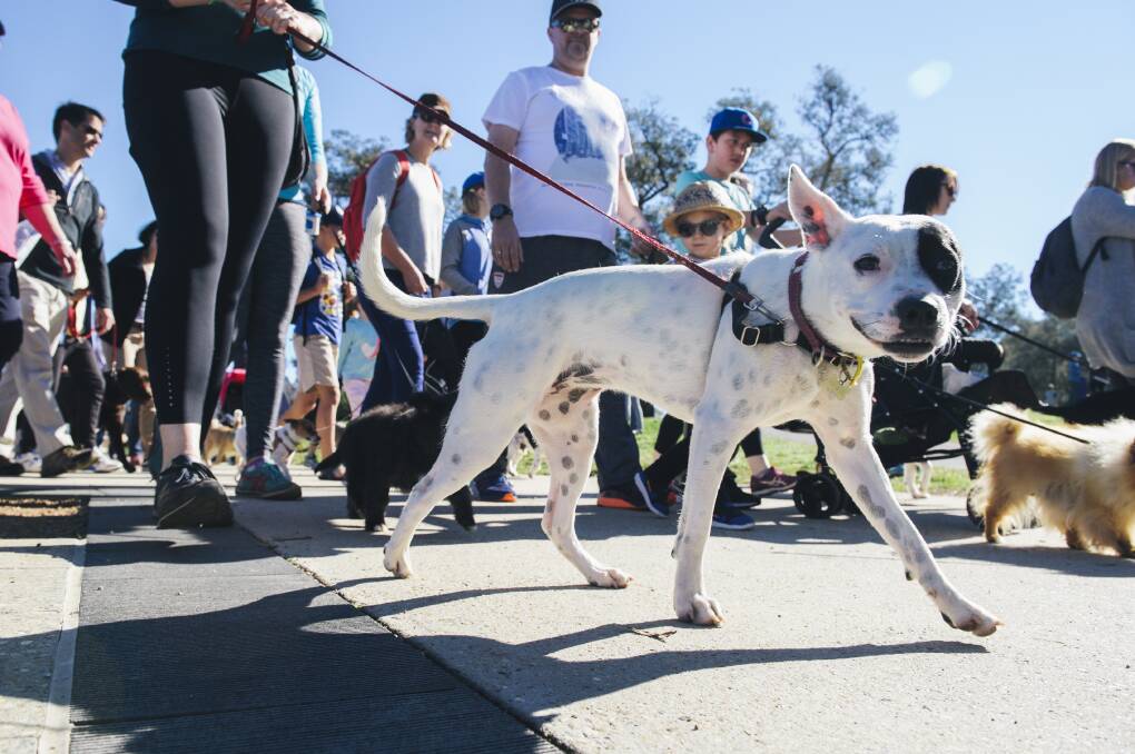 WALK THIS MAY: The RSPCA is encouraging owners and dogs to walk in their backyards and raise funds as part of its Million Paws Walk initiative.