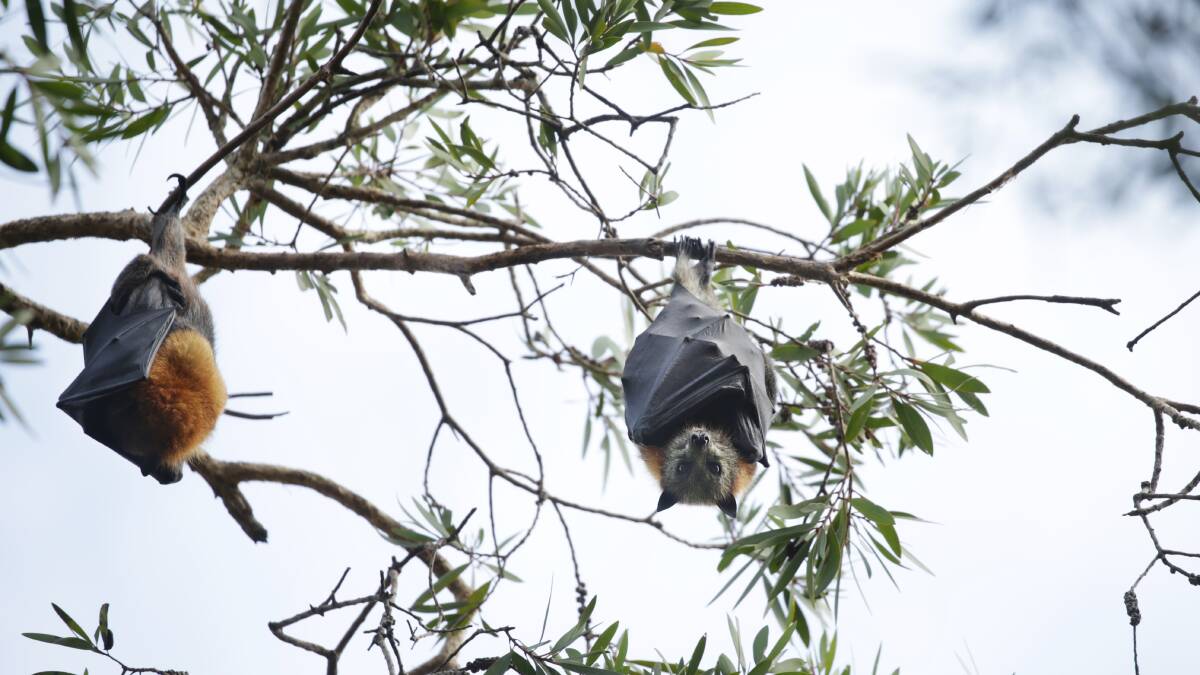 Doctors with warning on flying foxes