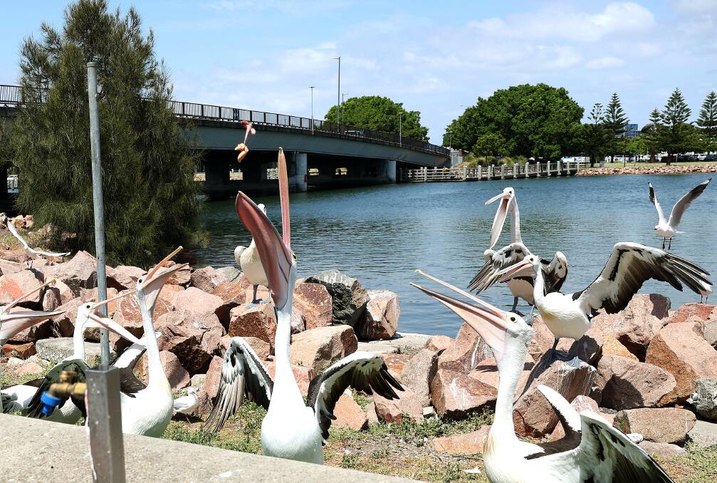 Pelicans picnicking at Carrington on Wednesday. Picture by Peter Lorimer