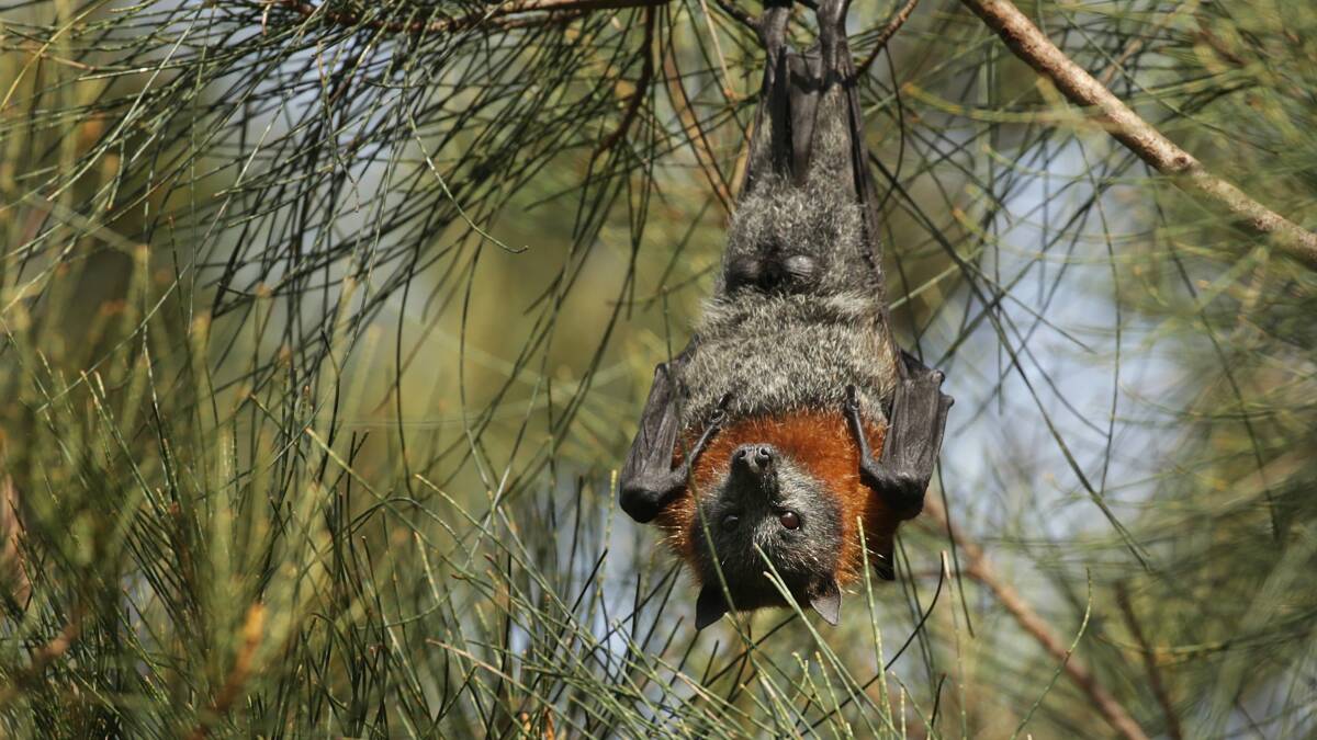 HANGING AROUND: A flying fox at Raymond Terrace this month ... health officials are warning people to avoid contact with bats. Picture: Simone De Peak