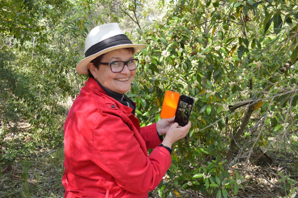 GET SNAPPING: Lake Macquarie City Council's senior sustainability engagement officer Margo Smith scanning plants in Croudace Bay for The Great Southern Bioblitz.