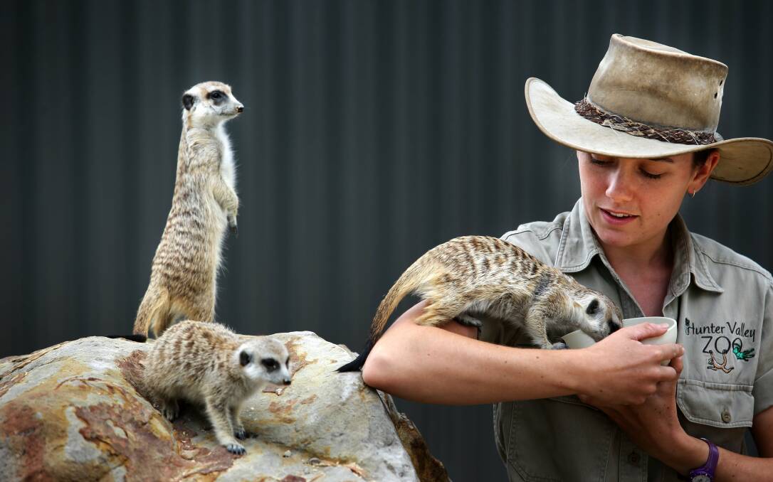 FAMILY FUN: Hunter Valley Zoo critters will visit the festival. Picture: Peter Stoop