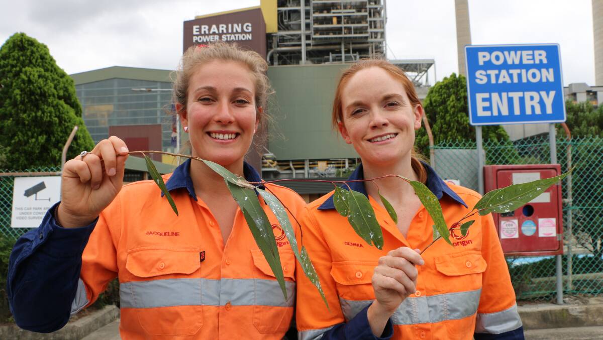 MYSTERY SOLVED: Eraring Power Station environmental officers, Jacqueline Tranter, left, and Gemma Dobson, with gum leaves containing lerps which have been falling from eucalypts in the Westlakes area. Picture: Jamieson Murphy