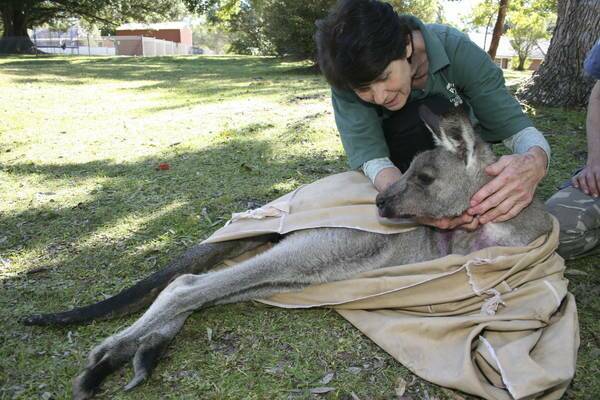 WAKING UP: Margaret Howley comforts Australia as she stirs and prepares to return to the wild. Picture: David Stewart