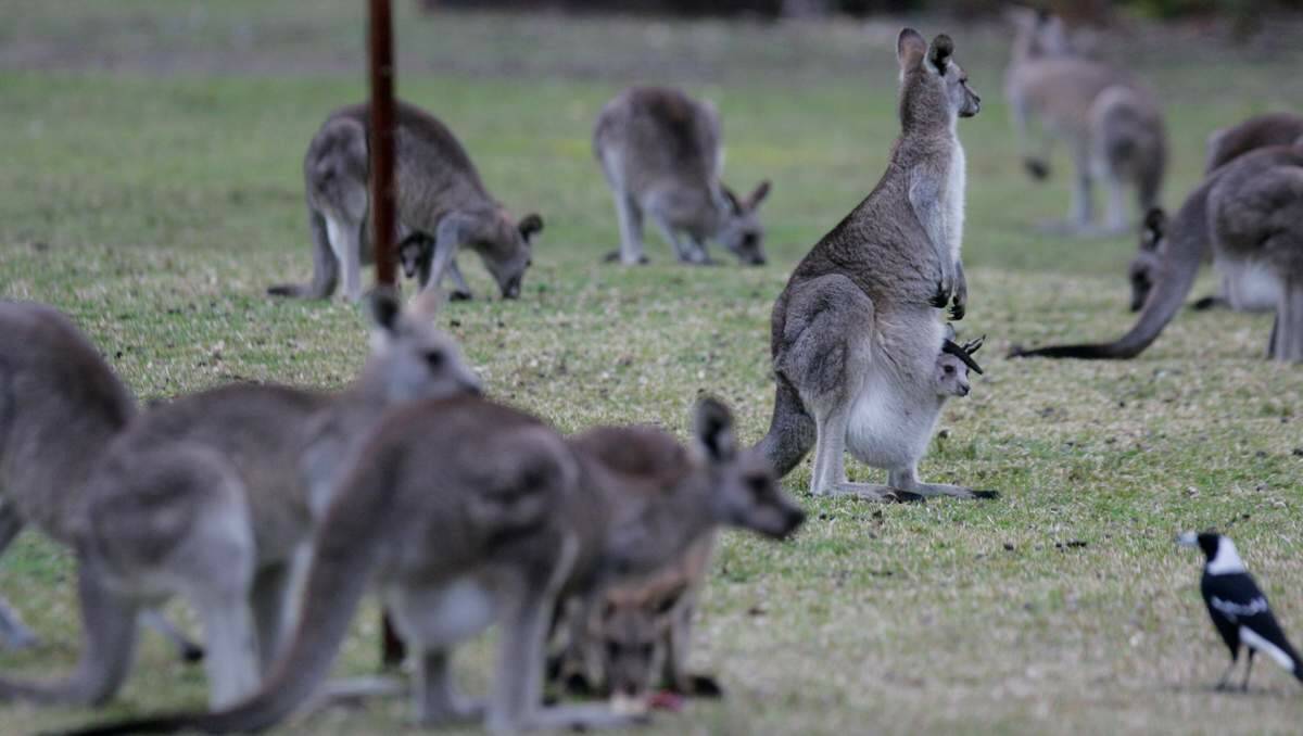 DROPPING: Healthy kangaroos are getting sick and dying quickly at Morisset Hospital.
