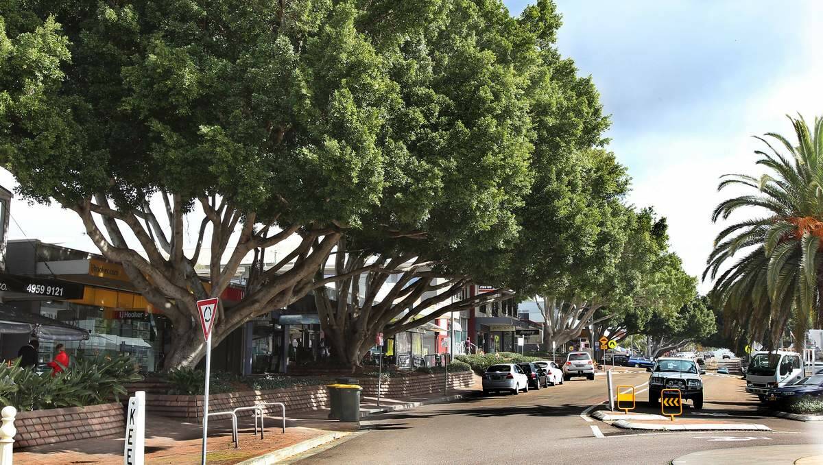 SIGNATURE: The writer says the Toronto fig trees are an integral part of the distinctive streetscape and should be saved from the chainsaws. Picture: Phillip Hearne